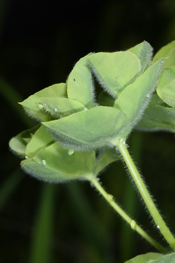 Euphorbia hirsuta / Euforbia pubescente